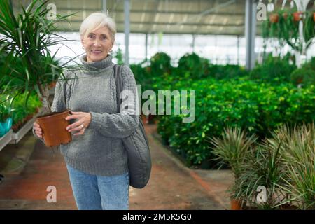 Donna anziana che acquista dracaena in vaso in negozio giardino Foto Stock