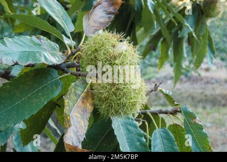 Le castagne sono un frutto comune della regione del Bierzo e sono coltivate in molte aree boscose lungo lo storico percorso del pellegrino del Camino de Santiago. Foto Stock