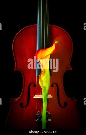 Calla Lily e Strings Still Life Foto Stock