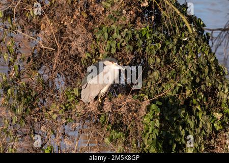 Un Heron Notturno coronnato ruggito sui rami di un albero sulla riva di un lago. Foto Stock