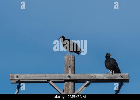 Un paio di avvoltoi neri appollaiati in cima e la traversa di un palo di potenza in una mattinata di sole. Foto Stock