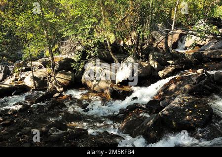 Un piccolo discorso scorre in un torrente tempestoso attraverso una foresta di pietra all'ombra del sole che tramonta. AK-Karum fiume, Altai, Siberia, Russia. Foto Stock