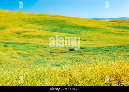 Campi di fattoria bellissimi e colorati; regione di Palouse; stato di Washington; Stati Uniti d'America Foto Stock