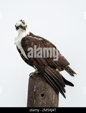 Osprey su un palo alla ricerca di pesce in un lago della Florida Foto Stock