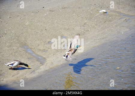 Un'anatra insegue via un pretendente che si avvicinò troppo al suo compagno nel fiume Los Angeles alla diga di Sepulveda il 22 marzo a Van Nuys, California. Molte specie diverse di uccelli e altri animali selvatici abitano la pianura alluvionale del bacino di Sepulveda prima della diga. Il bacino ospita un rifugio faunistico e diverse grandi aree ricreative. La diga, costruita dal corpo degli ingegneri dell'esercito e completata nel 1941, è stata sottoposta a un'ispezione idraulica della struttura in acciaio dal 22 al 23 marzo. (Foto di John Reese, Stati Uniti Corpo dell'esercito degli ingegneri del distretto di Los Angeles) Foto Stock