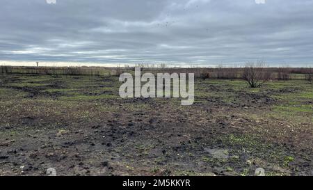 LEWISVILLE, Texas (22 marzo 2022) Una vista della prateria sotto la diga del lago Lewisville che mostra la crescita 20 giorni dopo un incendio selvaggio 2 marzo 2022. Un incendio prescritto è stato avviato presso la Lewisville Lake Environmental Learning Area a Lewisville Lake nel tentativo di creare, ripristinare e rivitalizzare praterie sotto la diga di Lewisville. Si presume che questo incendio sia stato controllato prima delle 12:00, ma a causa di cambiamenti del vento e delle condizioni meteorologiche, l'incendio è sfuggito alla sua area prevista. Vigili del fuoco di Fiore Mound, Frisco e diverse altre città circostanti hanno risposto alle richieste di aiuto reciproco con i camion spazzoloni per aiutare Foto Stock