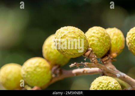 Primo piano di Dimocarpus longano frutto longano su albero. Foto Stock