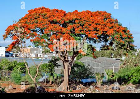 Delonix Flame Tree anche conosciuto come Poinciana reale o albero fiammeggiante Foto Stock