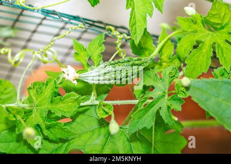 Charantia di Momordica (comunemente chiamata melone amaro; Goya; mela amara; zucca amara; zucca amara; balsam-pera; è una vite tropicale e subtropicale di Foto Stock