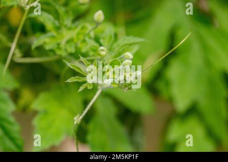 macro fotografia di zucca amara germogliata conosciuta anche come pianta di melone amaro. Foto Stock