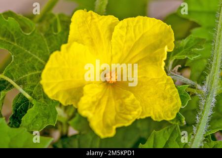 Melone di Bitter in fiore (noto anche come charantia di Momordica o pianta amara della zucca. Foto Stock