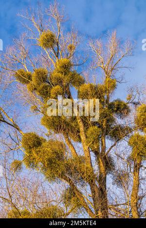 Albero con un sacco di vischio sole e cielo blu Foto Stock