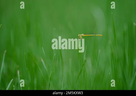 Piccola libellula gialla seduta su prato verde terreno di parco, macro ripresa primo piano di drago volare seduta su erba verde foglia, foto di primo piano di Foto Stock