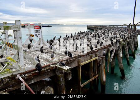 i gessi asciugano le ali sul molo. Foto Stock