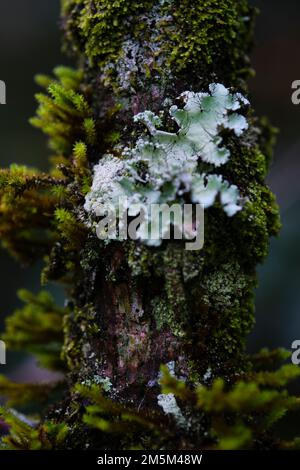 macchie di muschio che crescono sugli alberi Foto Stock