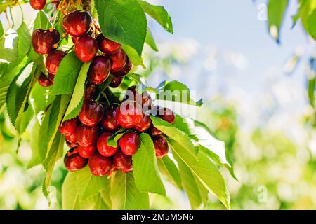 Deliziose ciliegie dolci mature da vicino all'albero Foto Stock
