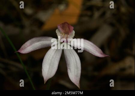 Ho pensato che questi fossero orchidee bianche del dito (Caladenia Alba) - allora ho trovato una lista per orchidee del dito di Dusky (Caladenia Fuscata). Confusione! Foto Stock
