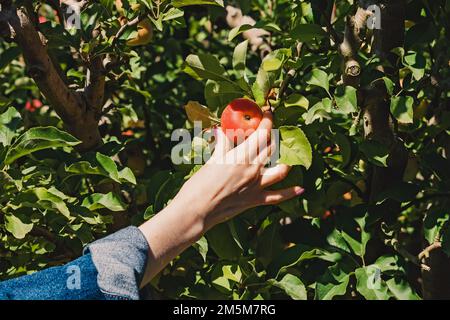 Mano femminile che raccoglie la mela dall'albero in fattoria. Raccolta di caduta Foto Stock