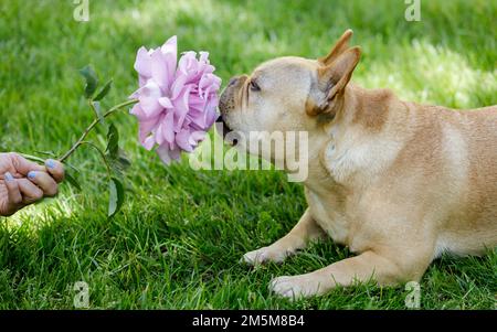 5 anni Tan maschio Frenchie Sniffing Rosa Rosa. Primavera nel nord della California. Foto Stock