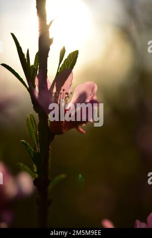 Un colpo verticale di un piccolo fiore rosa e il suo gambo durante l'alba su uno sfondo isolato Foto Stock