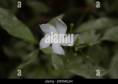 Fiore bianco Mondokaki (abernaemontana divaricata) in piena fioritura con fondo sfocato Foto Stock