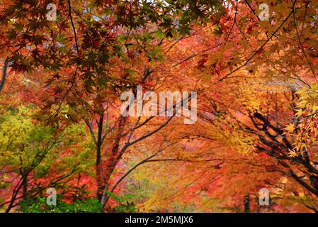 Fogliame autunnale in Giappone - colorati alberi di acero giapponese durante la stagione momiji Foto Stock