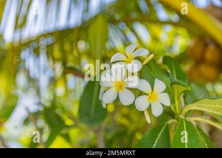 Bianco tropicale bianco giallo fiore su bel verde offuscato fogliame in spiaggia isola, giardino esotico soleggiato. Tranquillo closeup natura, romantico, amore Foto Stock