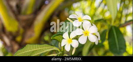 Bianco tropicale bianco giallo fiore su bel verde offuscato fogliame in spiaggia isola, giardino esotico soleggiato. Tranquillo closeup natura, romantico, amore Foto Stock