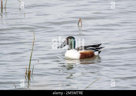 Pala settentrionale, spatola clypeata, maschio, sull'acqua, Ivors d'Urgell, Catalogna, Spagna Foto Stock