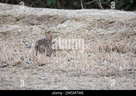 Coniglio europeo, Oryctolagus cuniculus, sul terreno, Ivors d'Urgell, Catalogna, Spagna Foto Stock