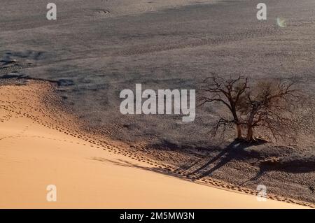 Foto esterna delle dune di sabbia Namibia Sossusvlei vicino alla famosa Dune 45 intorno all'alba Foto Stock