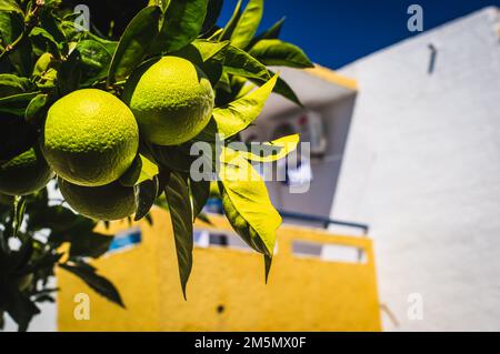 Immagine ravvicinata di agrumi su un albero al sole Foto Stock