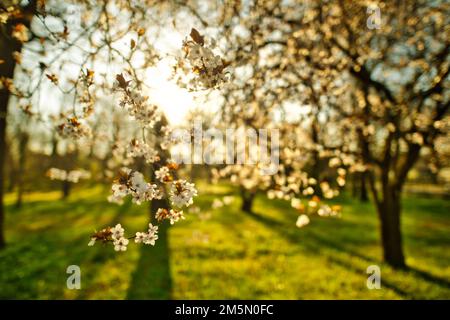 Abstract soft focus sunset blooming cherry landscape spring flowers and warm golden hour sunset sunrise. Tranquil spring summer nature closeup blur Foto Stock