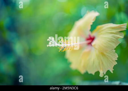 Splendido primo piano naturale, fiore di ibisco tropicale con bel fogliame verde sfocato. Giardino naturale romantico da sogno, macro floreale in fiore giallo Foto Stock