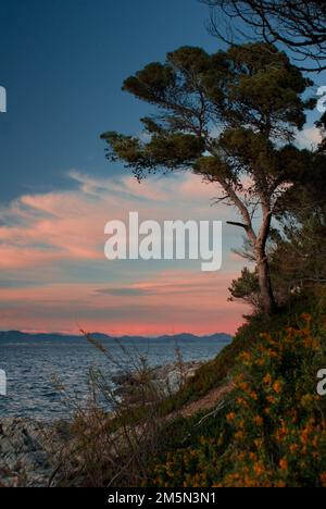 Uno scatto verticale di alberi sulla riva con il mare calmo e il tramonto rosa sullo sfondo Foto Stock