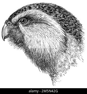 Kakapo, Strigops habroptila, (libro di storia dell'evoluzione, 1893), Kakapo, Foto Stock