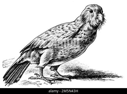 Kakapo, Strigops habroptila, (libro di storia dell'evoluzione, 1893), Kakapo, Foto Stock