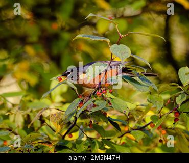 Un primo piano di un robin americano che tiene una bacca rossa nel suo becco mentre appollaiato su un albero di bacca rossa Foto Stock