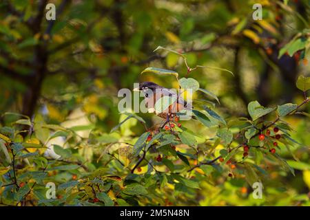 Un robin americano, turdus migratorius arroccato sul sottile ramo di un albero di bacche rosse in una foresta Foto Stock