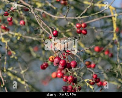 Chaffinch Fringilla coelebs che si nutrono di semi all'interno della mela di granchio inverno Foto Stock