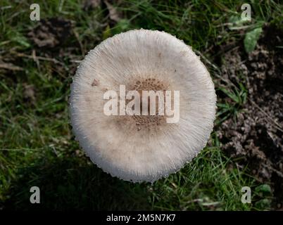 Cappello di fungo di parasolo macrolepiota procera con originale disegno di scale marroni a cerchi, sullo sfondo di foglie scure e asciutte che mettono in risalto l'argento Foto Stock