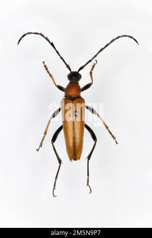 Il coleottero di Longhorn (Anoplodera rubra) è una specie di coleotteri appartenente alla famiglia delle Cerambycidae.