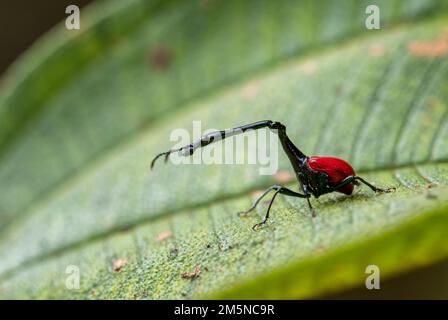 La giraffa il collo curculione - Trachelophorus giraffa, bella rossa iconico del Madagascar beetle dalla costa est di foresta tropicale. Foto Stock