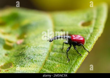 La giraffa il collo curculione - Trachelophorus giraffa, bella rossa iconico del Madagascar beetle dalla costa est di foresta tropicale. Foto Stock
