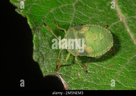 Bug verde (Paloma prasina) nella quinta tappa larvale su una foglia, Baden-Wuerttemberg, Germania Foto Stock