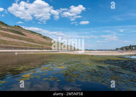 Reno ad acqua estremamente bassa nell'estate di siccità di 2022, Bingen am Rhein, Renania-Palatinato, Germania Foto Stock