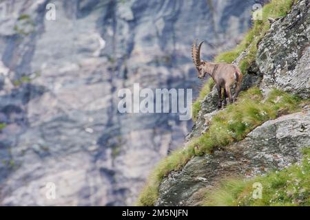 Alpensteinbock, Capra Ibex, Alpine Ibex Foto Stock