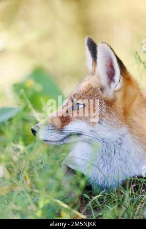 Rotfuchs, Vulpes vulpes, volpe rossa Foto Stock