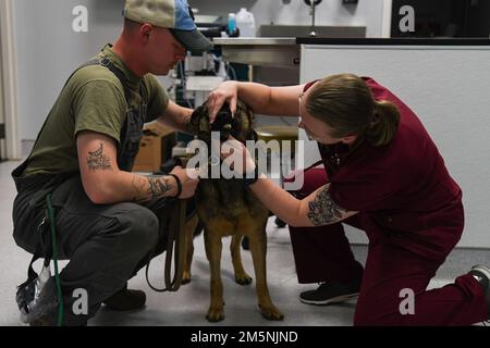 STATI UNITI Il CPT dell'esercito Haley Davis, ufficiale della clinica veterinaria della base congiunta di Charleston in carica, esamina 628th cane militare di lavoro dello Squadrone delle forze di sicurezza Ubi presso la struttura di trattamento veterinario di JB Charleston, South Carolina., 25 febbraio 2022. La loro missione principale è quella di provvedere alla salute generale dei cani da lavoro militari. Foto Stock