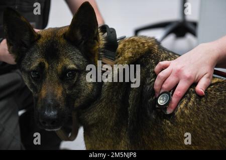 STATI UNITI Il CPT dell'esercito Haley Davis, ufficiale della clinica veterinaria della base congiunta di Charleston in carica, esamina 628th cane militare di lavoro dello Squadrone delle forze di sicurezza Ubi presso la struttura di trattamento veterinario, JB Charleston, South Carolina, 25 febbraio 2022. La missione della clinica, la cura per i cani da lavoro militari della nazione è la loro funzione primaria. Foto Stock